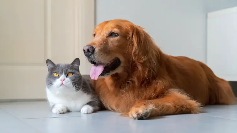 Dog and Cat lying next to each other