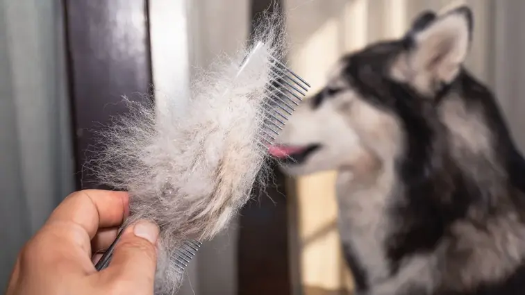 Hřeben s velkým množstvím psí srsti, v pozadí pes husky.