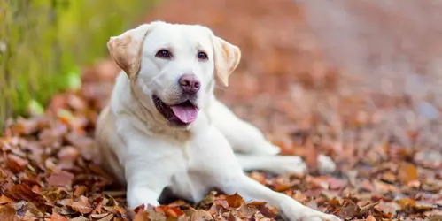 Autumn walks with dogs