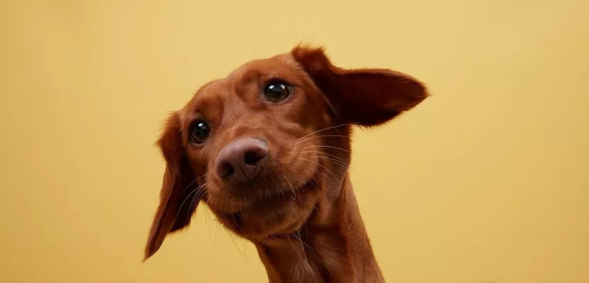 Tarka the dog and his whiskers