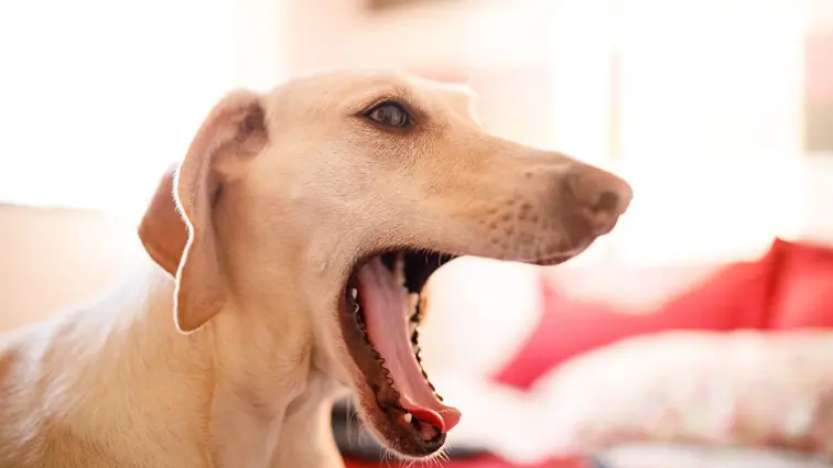 Pes zívá s dokořán otevřenou tlamou.