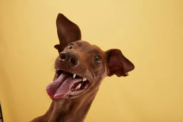 Eddie the Dog