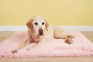 Samson the dog lying down