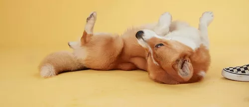 Harley the dog rolling on his back