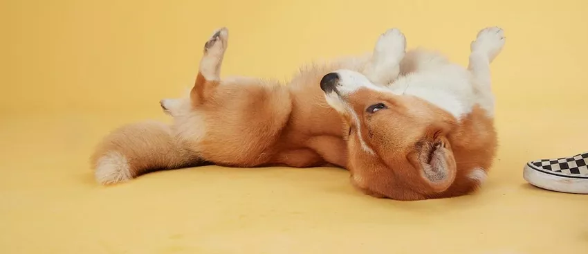 Harley the dog rolling on his back