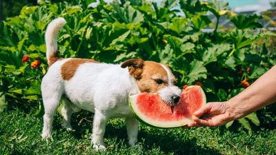 Mag een hond watermeloen eten?