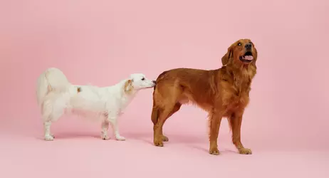 Stavros sniffing another dogs butt