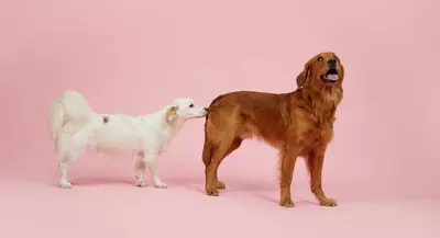 Stavros sniffing another dogs butt