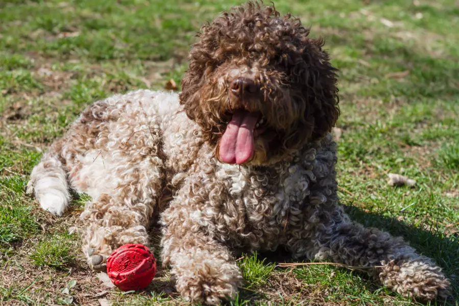 Lagotto romagnolo