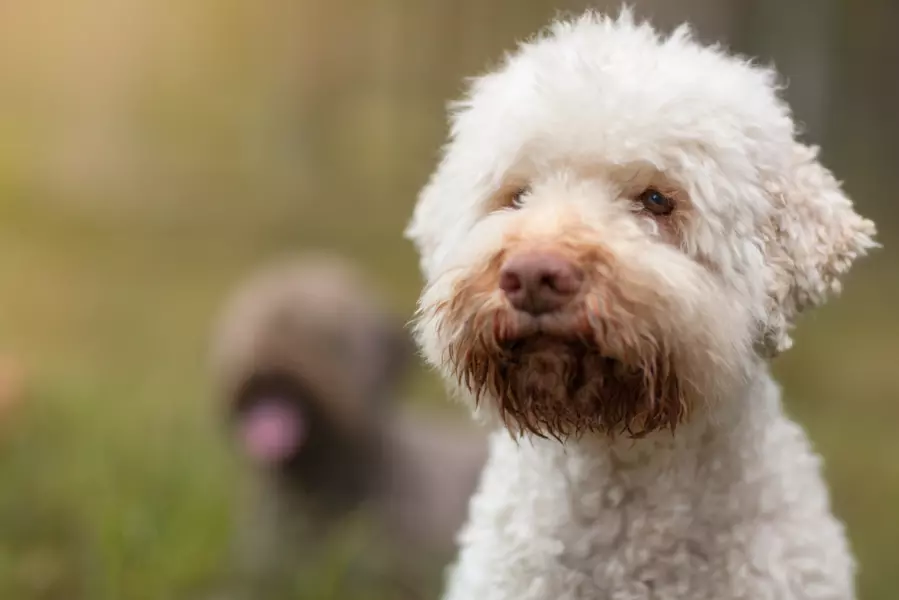 Lagotto romagnolo