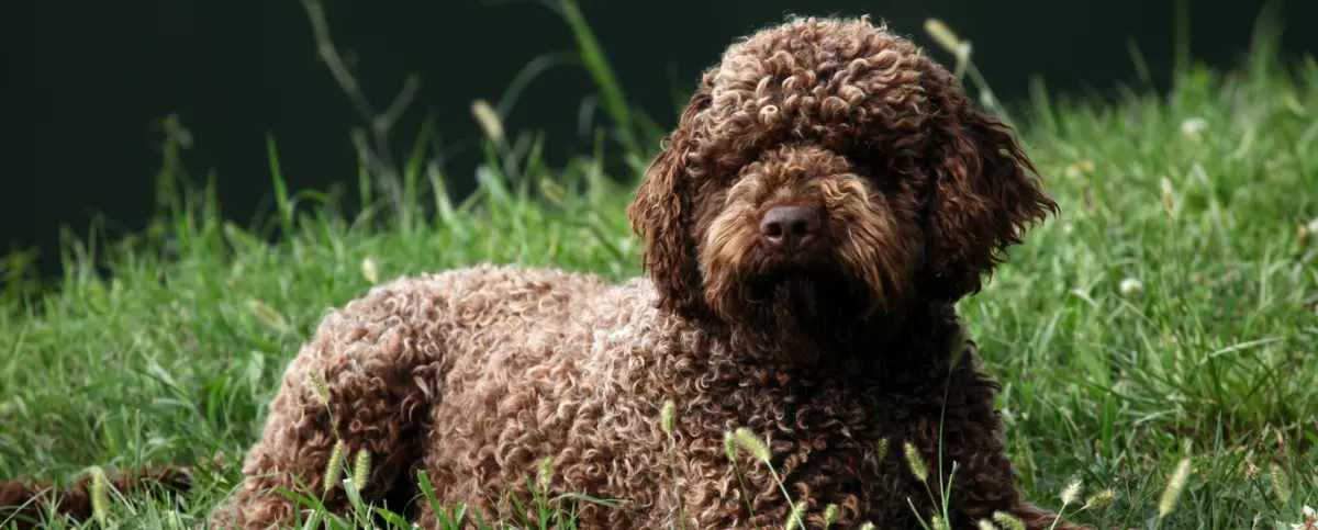 Lagotto romagnolo