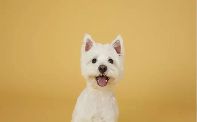 Waldo the Westie