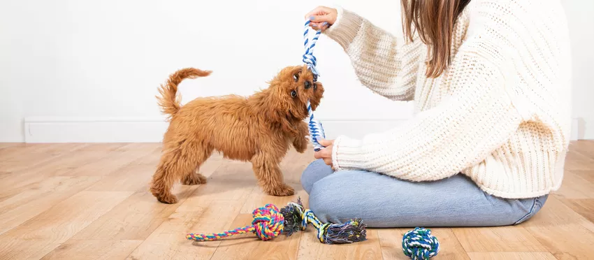 Puppy biting toy