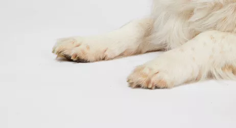 Dogs paws