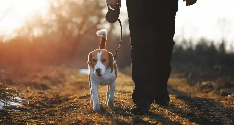 Beagle läuft an der Leine neben einem Menschen bei Sonnenuntergang.