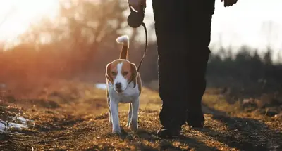 Beagle läuft an der Leine neben einem Menschen bei Sonnenuntergang.