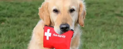 Golden retriever trzymający w pysku czerwoną apteczkę pierwszej pomocy z napisem 'First-Aid-Kit'. Pies stoi na tle zielonej trawy, patrząc prosto w kamerę. Apteczka jest wyraźnie widoczna na pierwszym planie.