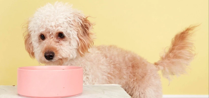 Labradoodle eating Butternut Box