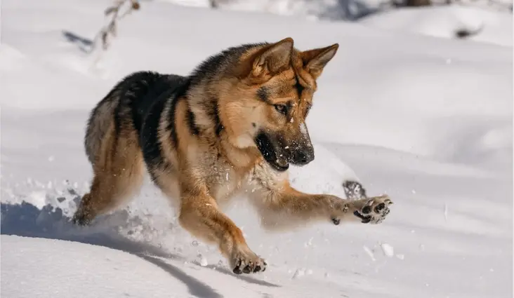 Schäferhund spielt im Schnee 