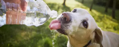 Jasny pies pijący wodę z plastikowej butelki podczas spaceru w upalny dzień. Zbliżenie na psa z wyciągniętym językiem, łapiącego krople wody, na tle zielonego parku w słoneczne popołudnie.